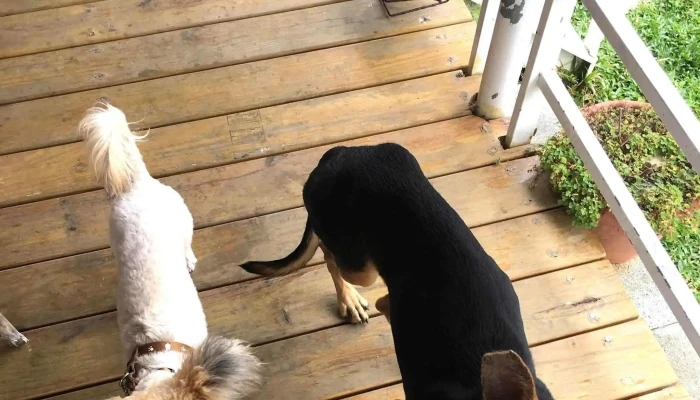 Ken Ding Wo Fu WoofhouseChong Wu Min Su 促銷 - Pingtung County, Hengchun Township