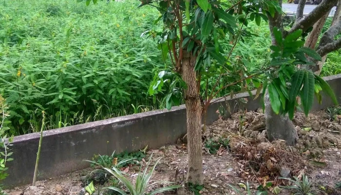 信发商行 - 262台湾宜蘭縣礁溪鄉四結路1-13號1-13號